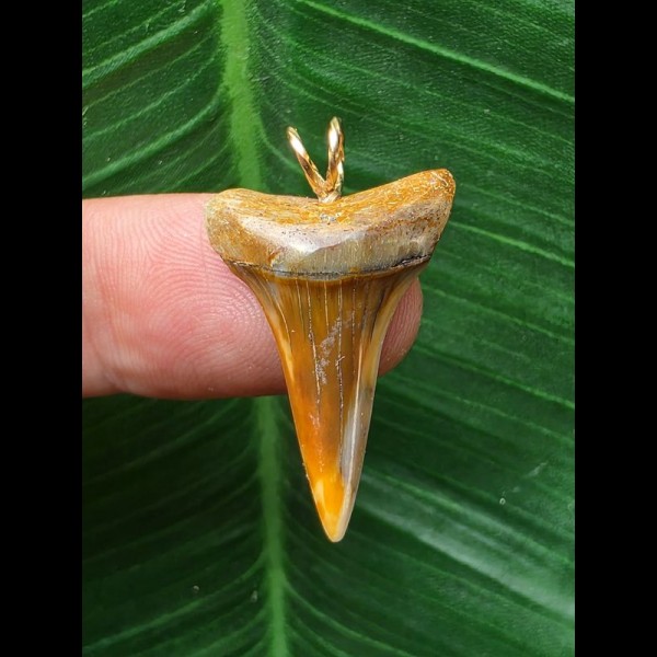 2,8 cm bunter Zahn des Mako Hai als Anhänger