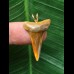2,8 cm bunter Zahn des Mako Hai als Anhänger