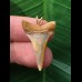 2,8 cm bunter Zahn des Mako Hai als Anhänger