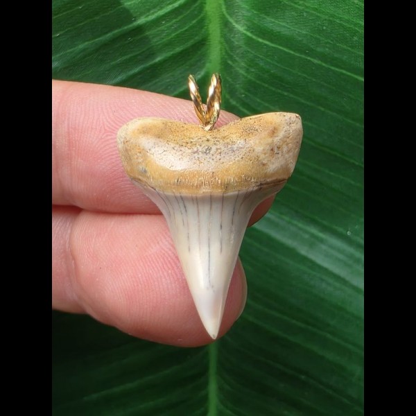 2.9 cm pointed tooth from a mako shark as a pendant