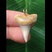 2.9 cm pointed tooth from a mako shark as a pendant