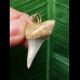 2.9 cm pointed tooth from a mako shark as a pendant