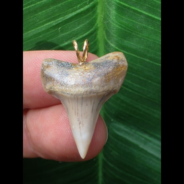 2.6 cm tooth from a mako shark as a pendant with light-colored enamel