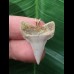 2.6 cm tooth from a mako shark as a pendant with light-colored enamel