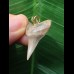 2.6 cm tooth from a mako shark as a pendant with light-colored enamel