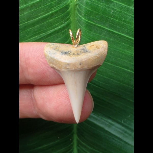 2.8 cm pointed tooth from a mako shark as a pendant
