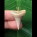 2.8 cm pointed tooth from a mako shark as a pendant