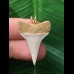2.8 cm pointed tooth from a mako shark as a pendant