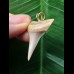 2.8 cm pointed tooth from a mako shark as a pendant