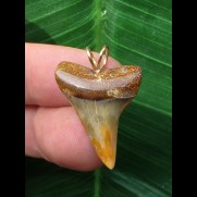 2,6 cm Zahn des Mako-Hai als Anhänger mit buntem Zahnschmelz