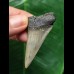 5,2 cm heller grauer Zahn des Mako Hai aus Antwerpen