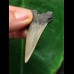 5,2 cm heller grauer Zahn des Mako Hai aus Antwerpen