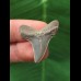 3.0 cm light blue tooth of the Mako shark from Antwerp