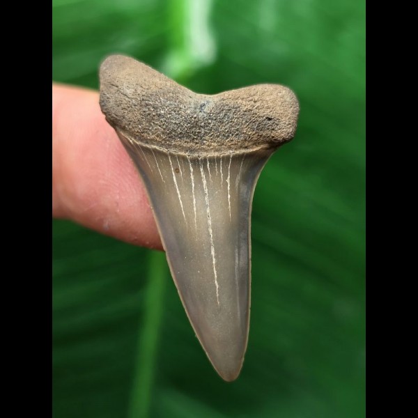 3,6 cm schmaler grauer Zahn des Mako Hai aus Antwerpen