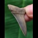 3,6 cm schmaler grauer Zahn des Mako Hai aus Antwerpen