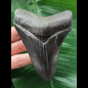 10,6 cm schöner schwarzer Zahn des Megalodon