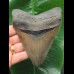 12,4 cm scharfer Zahn des Megalodon mit breiter Wurzel