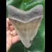 12,4 cm scharfer Zahn des Megalodon mit breiter Wurzel