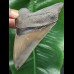 12,4 cm scharfer Zahn des Megalodon mit breiter Wurzel