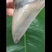 12,4 cm scharfer Zahn des Megalodon mit breiter Wurzel