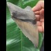 12,4 cm scharfer Zahn des Megalodon mit breiter Wurzel