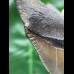12,4 cm scharfer Zahn des Megalodon mit breiter Wurzel