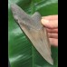 12,4 cm scharfer Zahn des Megalodon mit breiter Wurzel