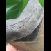 12,4 cm scharfer Zahn des Megalodon mit breiter Wurzel