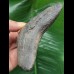 12,4 cm scharfer Zahn des Megalodon mit breiter Wurzel