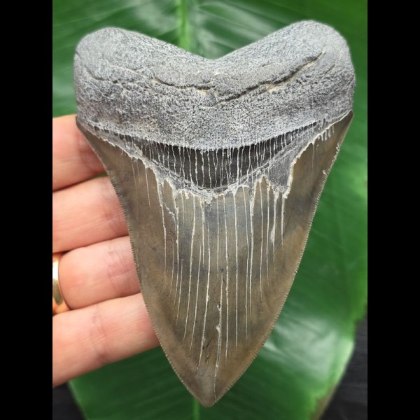 11.0 cm sharp gray-blue tooth of the Megalodon
