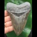 11.0 cm sharp gray-blue tooth of the Megalodon
