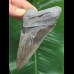 11.0 cm sharp gray-blue tooth of the Megalodon
