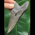 11.0 cm sharp gray-blue tooth of the Megalodon