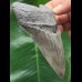 11.0 cm sharp gray-blue tooth of the Megalodon