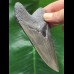 11.0 cm sharp gray-blue tooth of the Megalodon