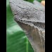 11.0 cm sharp gray-blue tooth of the Megalodon