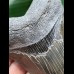 11.0 cm sharp gray-blue tooth of the Megalodon