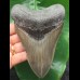 13,4 cm massiver scharfer Zahn des Megalodon
