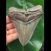 10,8 cm grau-blauer Zahn des Megalodon