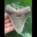 10,8 cm grau-blauer Zahn des Megalodon