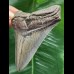 10,8 cm grau-blauer Zahn des Megalodon
