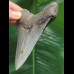 10,8 cm grau-blauer Zahn des Megalodon