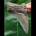 10,8 cm grau-blauer Zahn des Megalodon