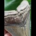 10,8 cm grau-blauer Zahn des Megalodon