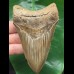 11,0 cm brauner scharfer Zahn des Megalodon