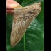 11,0 cm brauner scharfer Zahn des Megalodon