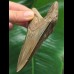 11,0 cm brauner scharfer Zahn des Megalodon