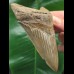 11,0 cm brauner scharfer Zahn des Megalodon