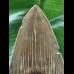 11,0 cm brauner scharfer Zahn des Megalodon