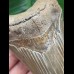 11,0 cm brauner scharfer Zahn des Megalodon